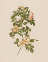 Rosa inglesa